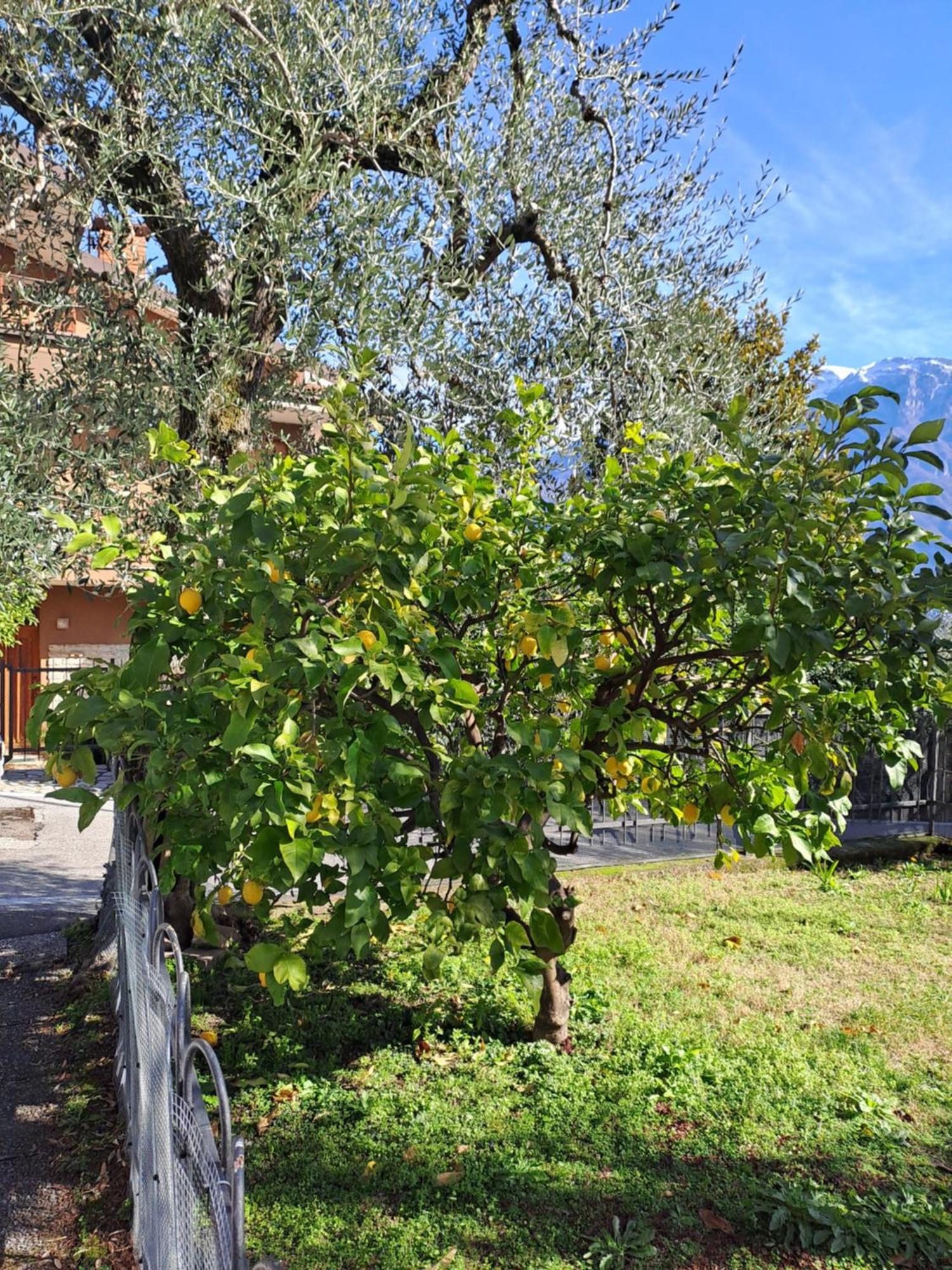 Oma Margareta Apartment Limone sul Garda Luaran gambar