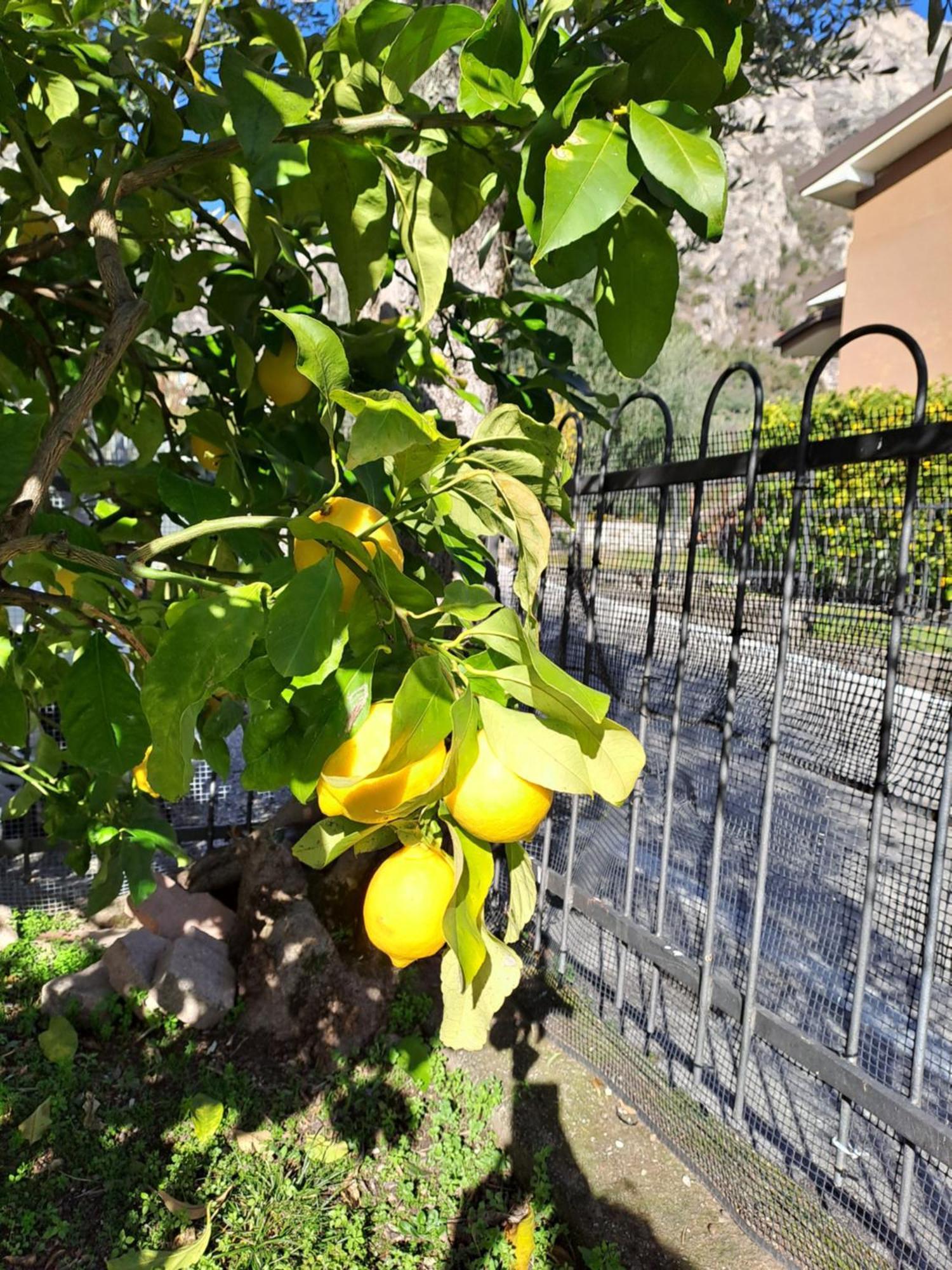 Oma Margareta Apartment Limone sul Garda Luaran gambar